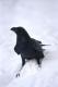 Benutzerbild von Crow_archive