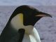 Benutzerbild von Pinguin_archive
